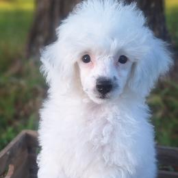 Cloud - Parti male Poodle puppy in Wanette, Oklahoma from Barker's Curly Bears
