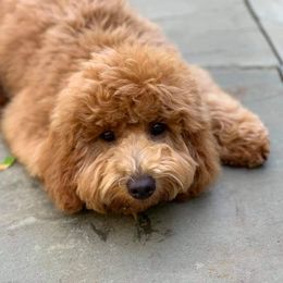 Goldendoodles from Kaosfarm Goldendoodles