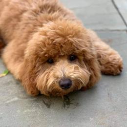 Goldendoodles from Kaosfarm Goldendoodles