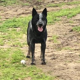 Australian Cattle Dog All Grown Up from Alpine Creek Ranch L.L.C.