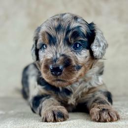 BMF2 - Blue merle female Aussiedoodle puppy in Prague, Oklahoma from Classic K9’s  Aussies & Doodles