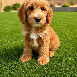 Bob - Red  male Goldendoodle puppy in Phoenix, Arizona from Doodles of the Desert
