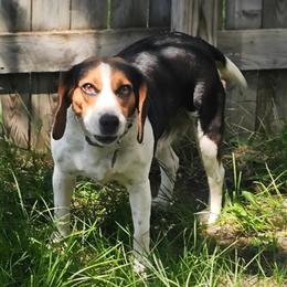 Red - Black white and tan female Beagle puppy in Bemidji, Minnesota from Nse Farms Beagles
