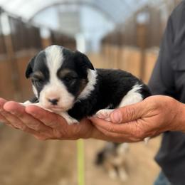 Sunflower - Black and white female American Corgi puppy in Bayard, Nebraska from Puppies by Alies