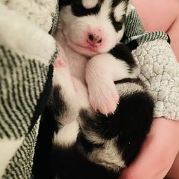 Maltese and Siberian Husky Puppies from Nyx’s Pack