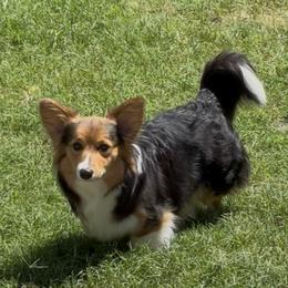 June - American Corgi