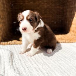Winton - Red tri-color male Australian Shepherd puppy in Unionville, Iowa from Soap Creek Kennels