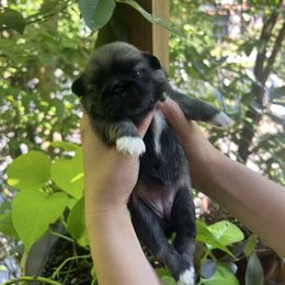Nym - Fawn sable female Pekingese puppy in Marshall, North Carolina from Wild Flower Pekingese