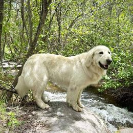 Joy - Golden Retriever