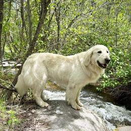 Joy - Golden Retriever