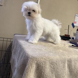 Jewel - White female Maltese puppy in Ephrata, Washington from Kallos kennels
