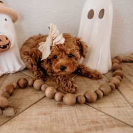 Girl 2 - Poodle puppy from Vegas Toy Poodles