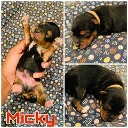 Yorkipoo and Yorkshire Terrier Puppies from Bougie Paws llc