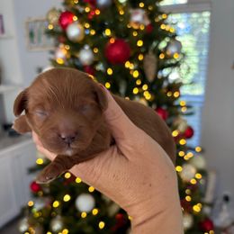 Rolo - Red  male Goldendoodle puppy in Brooksville, Florida from Abby’s Standard Goldendoodles
