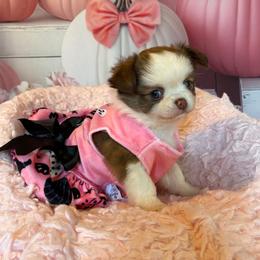 Raven - Chocolate and white female Chihuahua puppy in Gloucester, Virginia from Charlotte's Web of Chihuahuas