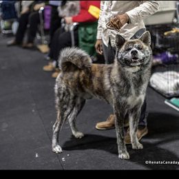 Kaneki Ken - Akita
