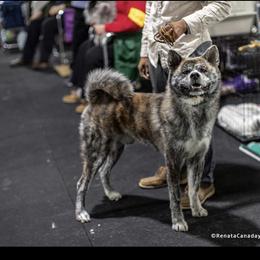 Kaneki Ken - Akita