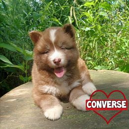 Converse - Brown and white male Siberian Husky puppy in West Liberty, Ohio from Skyfallsiberians
