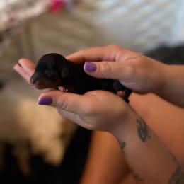 Pumpkin Latte - Black and tan female Yorkshire Terrier puppy in Coeur D Alene, Idaho from Cozy Coeur Yorkies