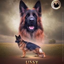 SG2 Ussy - German Shepherd