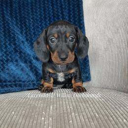 Girl 3 - Black and tan female Dachshund puppy in Elizabethtown, Kentucky from Lavender and Willow Dachshunds