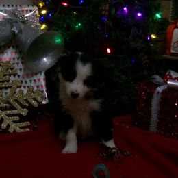 Boy 4 - Black and white male Border Collie puppy in Wakeman, Ohio from Sandstone Ridge Kennels