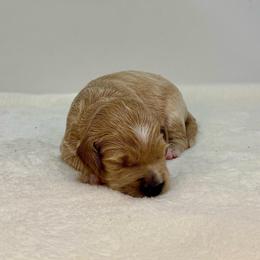 Sage - Apricot female Goldendoodle puppy in Kenansville, North Carolina from J+A Family Doodles