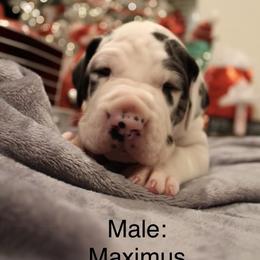 Maximus - Harlequin male Great Dane puppy in Albuquerque, New Mexico from Legacy Danes