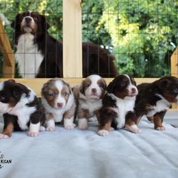 Miniature American Shepherd puppies from LF Ranch