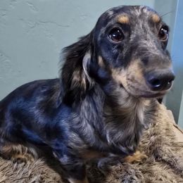 Pebbles - Dachshund