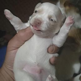 Sandz - Cream and white male Chihuahua puppy in Gray, Louisiana from Chi Chi's Place LLC