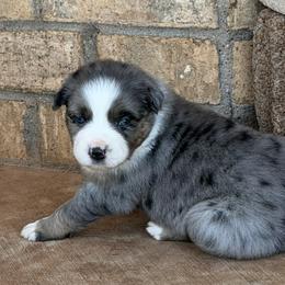 Australian Shepherd Puppies from Cross Arrow K Awesome Aussies