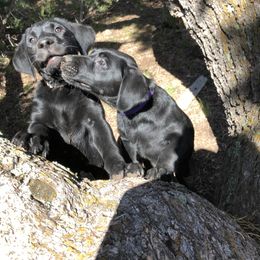 Labrador Retriever Puppies from Rim Country Labradors