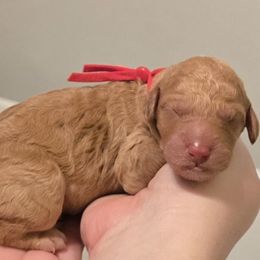 Donnie- Red collar - Apricot male Goldendoodle puppy in Summerville, South Carolina from Channys Doodles