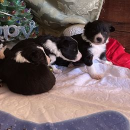 Border Collies from Jackson’s Family Farm