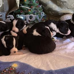 Border Collies from Jackson’s Family Farm
