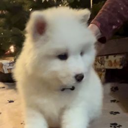 Samoyeds from Sandhills Samoyeds