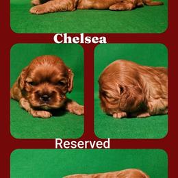 Chelsea - Ruby female Cavalier King Charles Spaniel puppy in Rochelle, Illinois from Lakeview Cavaliers