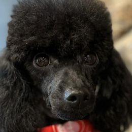 Poodles from Citygirlpoodles