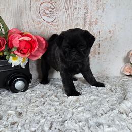Blackjack - Brindle male Pug puppy in Atwood, Illinois from Peace Road Puppies
