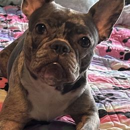 Boston Terriers, Companion Crosses, and French Bulldogs from Angie's Little Bostons And Frenchies