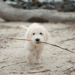 "English Goldendoodle Puppy from Moss Creek Goldendoodles" Goldendoodle and Schnoodle Puppies from Moss Creek Goldendoodles