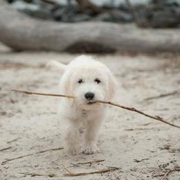 "English Goldendoodle Puppy from Moss Creek Goldendoodles" Goldendoodle and Schnoodle Puppies from Moss Creek Goldendoodles