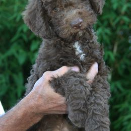 Lagotto Romagnolo Puppies from Bella Fiore Lagottos