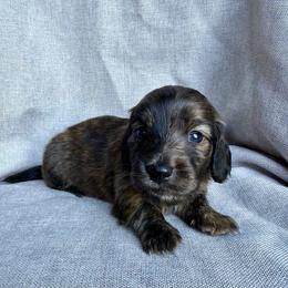 Zion - Brindle male Dachshund puppy in Michigan from Hidden Haven Dachshunds