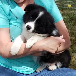 Border Collie Puppies from BMW Border Collies