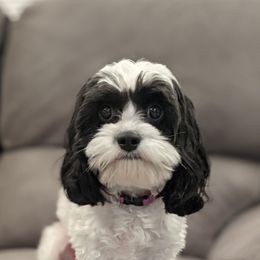 Zoe - Cavapoo