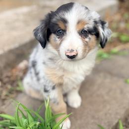 Bow (AKC and ASDR) - Blue merle male Miniature American Shepherd puppy in Stockton, Missouri from Kizmit Farmz