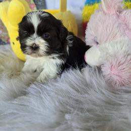 Chocolate and white girl - Liver and white female Shih Tzu puppy in Newark, Ohio from Gemini Kennels