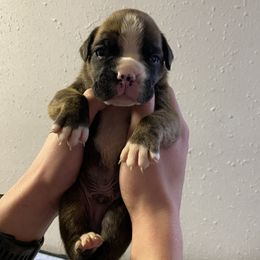 Boxer Puppies from Tracy's Boxers